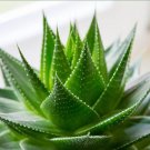 Charming Aloe Mix Excellent Houseplants Succulent Aloe Vera Bonsai 500 PCS Seeds
