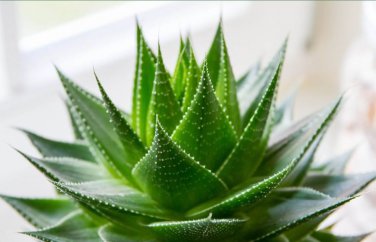 Charming Aloe Mix Excellent Houseplants Succulent Aloe Vera Bonsai 500 PCS Seeds