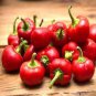 Cherry Bomb Red Hot Chile Pepper 20 PCS Seeds