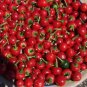 Cherry Bomb Red Hot Chile Pepper 20 PCS Seeds