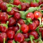 Cherry Bomb Red Hot Chile Pepper 20 PCS Seeds