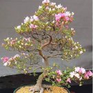 Cherry Bonsai Bonsai Tree Japanese New Blossoms Sakura 20 PCS Seeds Cherry Bonsai Bonsai Tree Japanese New Blossoms Sakura 20 PCS Seeds