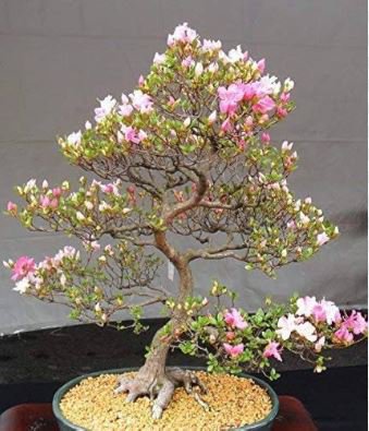 Cherry Bonsai Bonsai Tree Japanese New Blossoms Sakura 20 PCS Seeds