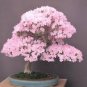 Cherry Bonsai Bonsai Tree Japanese New Blossoms Sakura 20 PCS Seeds