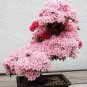 Cherry Bonsai Bonsai Tree Japanese New Blossoms Sakura 20 PCS Seeds
