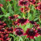 Cherry Dark Red Black Eyed Coneflowers Echinacea 200 PCS Seeds Cherry Dark Red Black Eyed Coneflowers Echinacea 200 PCS Seeds