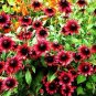 Cherry Dark Red Black Eyed Coneflowers Echinacea 200 PCS Seeds