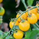 Cherry Tomato 'Yellow Grape' Fruit 100 PCS Seeds Cherry Tomato 'Yellow Grape' Fruit 100 PCS Seeds