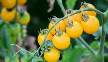 Cherry Tomato 'Yellow Grape' Fruit 100 PCS Seeds