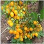 Cherry Tomato 'Yellow Grape' Fruit 100 PCS Seeds