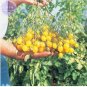 Cherry Tomato 'Yellow Grape' Fruit 100 PCS Seeds