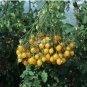 Cherry Tomato 'Yellow Grape' Fruit 100 PCS Seeds