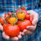 Cherry Tomato Mini Golden Round Fruit 100 PCS Seeds Cherry Tomato Mini Golden Round Fruit 100 PCS Seeds