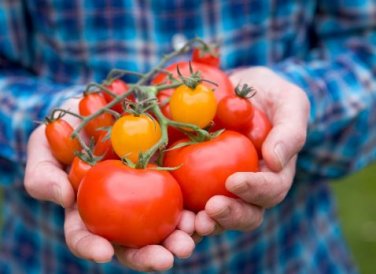 Cherry Tomato Mini Golden Round Fruit 100 PCS Seeds