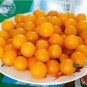 Cherry Tomato Mini Golden Round Fruit 100 PCS Seeds