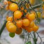 Cherry Tomato Mini Golden Round Fruit 100 PCS Seeds