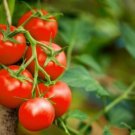 Cherry Tomato Red 'Manai' Fruit 250 PCS Seeds