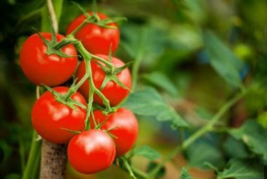 Cherry Tomato Red 'Manai' Fruit 250 PCS Seeds