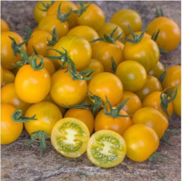 Cherry Tomato Mini Golden Round Fruit 100 PCS Seeds