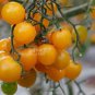 Cherry Tomato Mini Golden Round Fruit 100 PCS Seeds