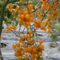 Cherry Tomato Mini Golden Round Fruit 100 PCS Seeds