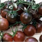 Cherry Tomato Ukraine Coffee Purple Fruit 5 PCS Seeds