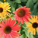 Cheyenne Spirit Orange Echinacea Perennial Coneflower 200 PCS Seeds Cheyenne Spirit Orange Echinacea Perennial Coneflower 200 PCS Seeds
