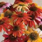 Cheyenne Spirit Orange Echinacea Perennial Coneflower 200 PCS Seeds