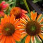Cheyenne Spirit Orange Echinacea Perennial Coneflower 200 PCS Seeds