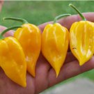 Chili Habanero Lemon Hot Pepper yellow organic non-gmo vegetables 15 PCS Seeds Chili Habanero Lemon Hot Pepper yellow organic non-gmo vegetables 15 PCS Seeds