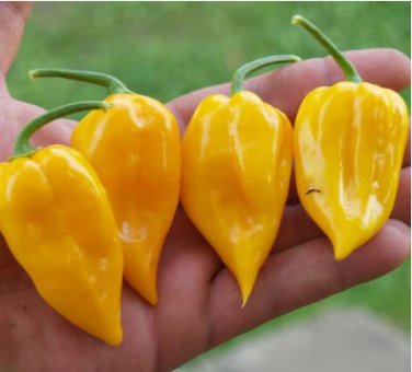 Chili Habanero Lemon Hot Pepper yellow organic non-gmo vegetables 15 PCS Seeds