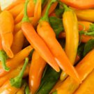 Chilli Bulgarian Carrot Hot Pepper 20 PCS Seeds Chilli Bulgarian Carrot Hot Pepper 20 PCS Seeds