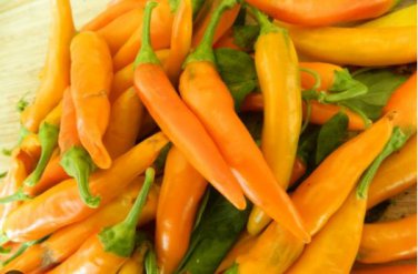 Chilli Bulgarian Carrot Hot Pepper 20 PCS Seeds