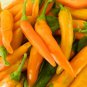 Chilli Bulgarian Carrot Hot Pepper 20 PCS Seeds