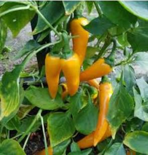 Chilli Bulgarian Carrot Pepper Green Orange Vegetable 30 PCS Seeds