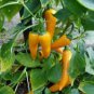 Chilli Bulgarian Carrot Pepper Green Orange Vegetable 30 PCS Seeds