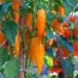 Chilli Bulgarian Carrot Pepper Green Orange Vegetable 30 PCS Seeds