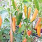 Chilli Bulgarian Carrot Pepper Green Orange Vegetable 30 PCS Seeds