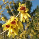 Chimonanthus praecox Wintersweet Potted Plants Home Garden 20 PCS Seeds