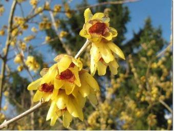 Chimonanthus praecox Wintersweet Potted Plants Home Garden 20 PCS Seeds