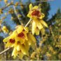 Chimonanthus praecox Wintersweet Potted Plants Home Garden 20 PCS Seeds