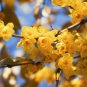 Chimonanthus praecox Wintersweet Potted Plants Home Garden 20 PCS Seeds