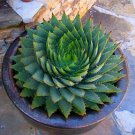 China Aloe Vera Succulent Plant Rare Herbs Tree Mini Flower 100 PCS Seeds