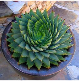 China Aloe Vera Succulent Plant Rare Herbs Tree Mini Flower 100 PCS Seeds
