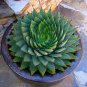 China Aloe Vera Succulent Plant Rare Herbs Tree Mini Flower 100 PCS Seeds
