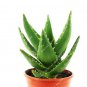 China Aloe Vera Succulent Plant Rare Herbs Tree Mini Flower 100 PCS Seeds