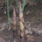 China Moso Bamboo Shoots Tasty Vegetable 30 PCS Seeds