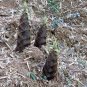 China Moso Bamboo Shoots Tasty Vegetable 30 PCS Seeds