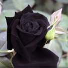 China Rare Black Rose Flower Bonsai 150 PCS Seeds
