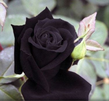 China Rare Black Rose Flower Bonsai 150 PCS Seeds